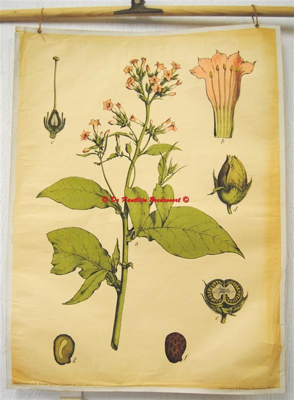( SCHOOLPLAAT ) Nicotiana tabacum., Tobacco., Tabak