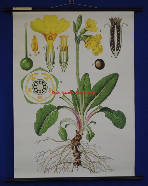 (SCHOOLPLAAT - SCHOOL POSTER / MAP - LEHRTAFEL) Haslinger Botanische Wandtafeln. Tafel 3., PRIMEL - Sleutelbloem - Primula - Primula veris