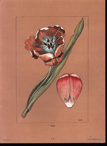 (DECORATIEVE PRENT - LITHO ) TULP