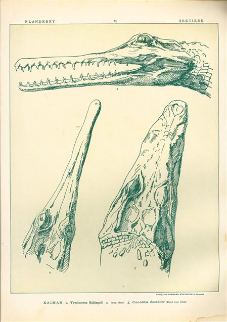 (DECORATIEVE PRENT,  LITHO - DECORATIVE PRINT, LITHOGRAPH -) # 73- Caiman: Tomistoma Schlegeli - Crocodilus Rhombifer ----  Seetiere -- Naturstudien für Kunst u. Kunstgewerbe