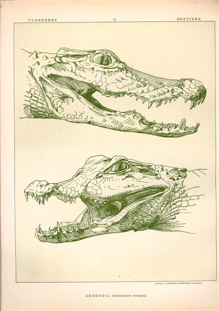 (DECORATIEVE PRENT,  LITHO - DECORATIVE PRINT, LITHOGRAPH -) # 13- Crocodile : Osteolaemus Tetraspis----  Seetiere -- Naturstudien für Kunst u. Kunstgewerbe