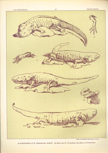 (DECORATIEVE PRENT,  LITHO - DECORATIVE PRINT, LITHOGRAPH -) # 47 - Gill newt - Amblystoma Axolotl ---  Seetiere -- Naturstudien für Kunst u. Kunstgewerbe