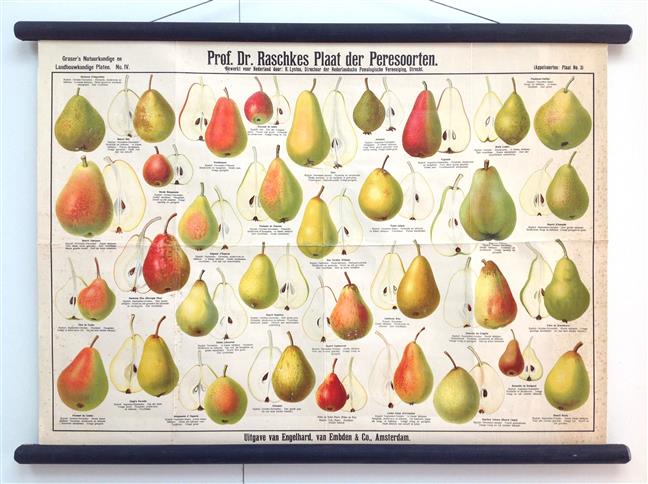 (SCHOOLPLAAT - SCHOOL POSTER / MAP - LEHRTAFEL) Grasers natuur en landhuishoudkundige platen nr IV ( 4 ) Prof. Dr. Raschkes plaat der Peresoorten. Bewerkt voor Nederland door R Lysten .....