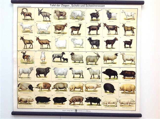 (SCHOOLPLAAT - SCHOOL POSTER / MAP - LEHRTAFEL) Grasers naturwissenschaftliche und landwirtschaftliche Tafeln 27, Tafel der Ziegen-, Schafen- und Schweinerassen