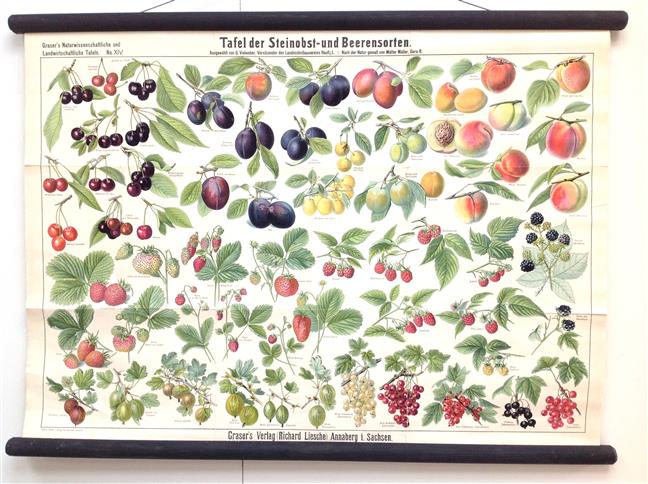 (SCHOOLPLAAT - SCHOOL POSTER / MAP - LEHRTAFEL)Grasers naturwissenschaftliche und landwirtschaftliche Tafeln  XIV ( 14 )   Tafel der Steinobst- und Beerensorten