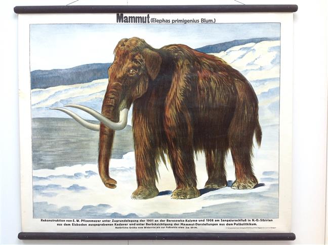 (SCHOOLPLAAT - SCHOOL POSTER / MAP - LEHRTAFEL) Mammut ( elephas primigenius blum  )