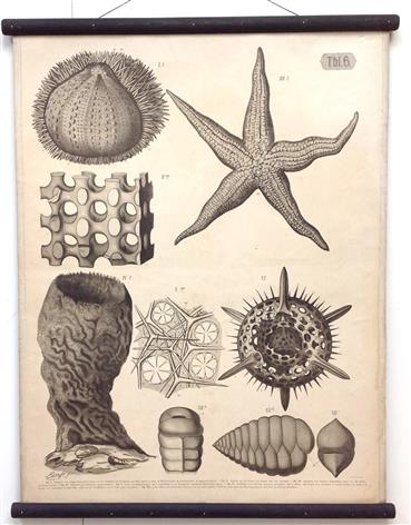 (SCHOOLPLAAT - SCHOOL POSTER / MAP - LEHRTAFEL) Kalkskelett des Seeigels und Seesternes. Hornskelett des Schwammes -  Limestone skeleton of the sea urchin and starfish. Horn skeleton of the sponge ( Tbl 6 )
