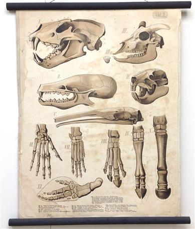 (SCHOOLPLAAT - SCHOOL POSTER / MAP - LEHRTAFEL) Vergleichende Zusammenstellung von Schädeln und Gebissen; desgleichen von (Hand-)Fussskeletten - Comparative compilation of skulls and teeth; likewise of (hand) foot skeletons ( Tbl 2 )