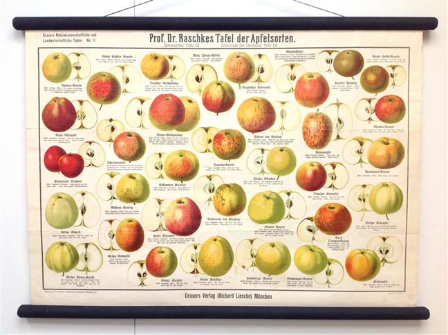 (SCHOOLPLAAT - SCHOOL POSTER / MAP - LEHRTAFEL) Prof Dr Raschkes Tafel der Apfelsorten ---  Grasers Naturwissenschaftliche und Landwirtschaftliche Tafeln No 11 ---