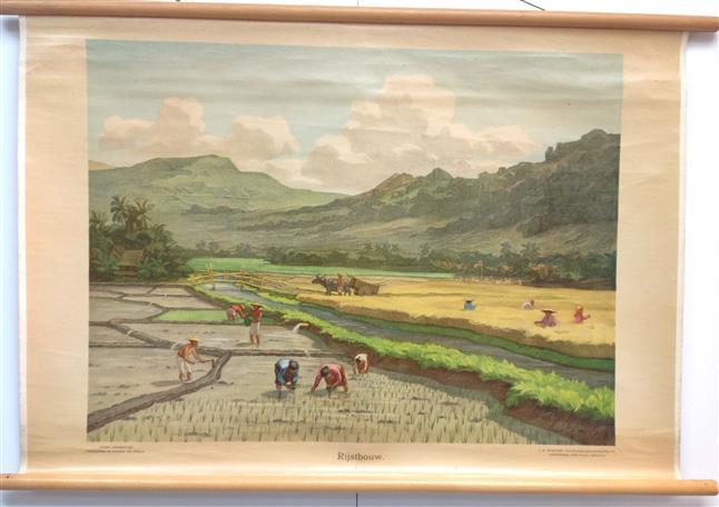 (SCHOOLPLAAT - SCHOOL POSTER - LEHRTAFEL) Rijstbouw. Java ( op dik papier met stokken ) - Lithografie
