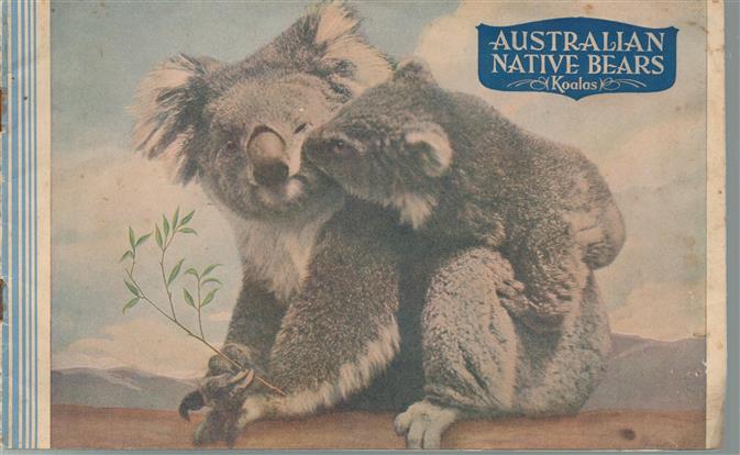 The native bear of Australia, called the koala