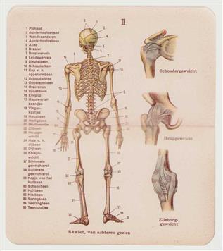 Kleine anatomische atlas van het menschelijk lichaam, met bijschriften en register