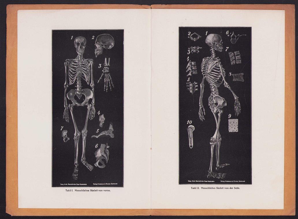 Begleitheft zu: Jung-Koch-Quentell Neue Wandtafeln : Zoologie : Botanik : Anatomie. - ANATOMIE