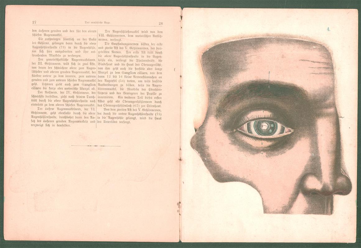 Das menschliche Auge und seine Hilfsorgane : anatomisch dargestellt und mit erläuterndem Text