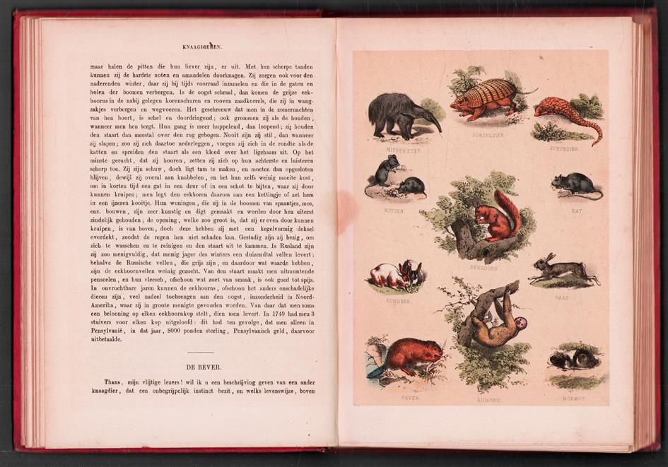 De dierenwereld, of beschouwingen der levende, bezielde wezens onzer aarde : een lees- en prentenboek voor de jeugd