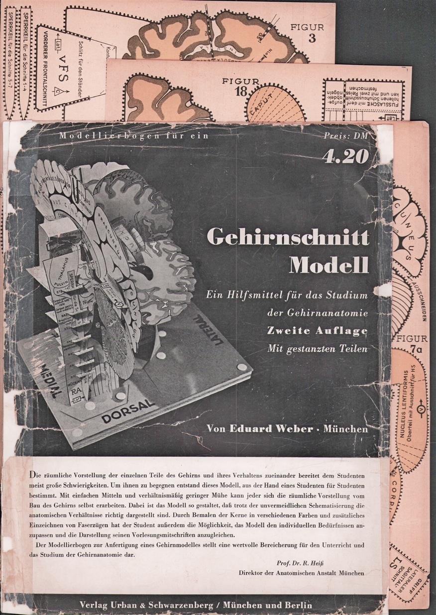 Gehirnschnitt Modell : ein Hilfsmittel für das Studium der Gehirnanatomie (Niet gemonteerd )
