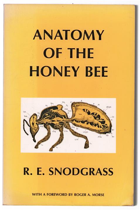 Anatomy of the honey bee