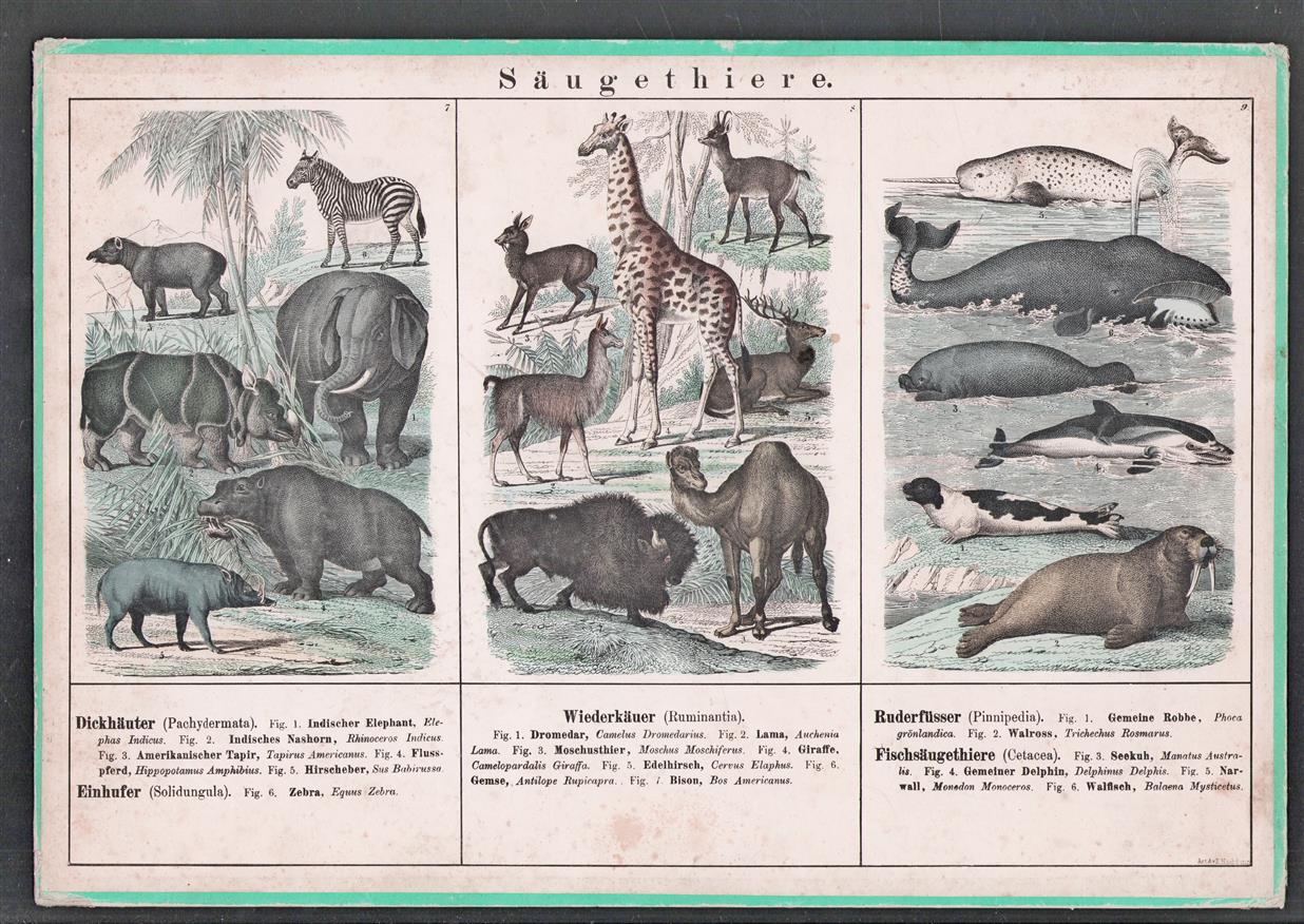 Schoolplaat (40,5x28 Cm.) / op karton geplakte litho -Saugethiere (1)