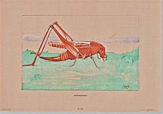 Litho Sprinkhaan