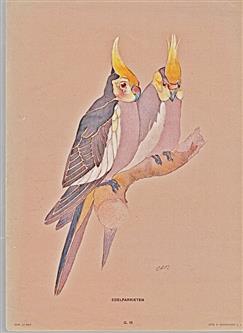 Litho Edelparkieten - Valkparkiet