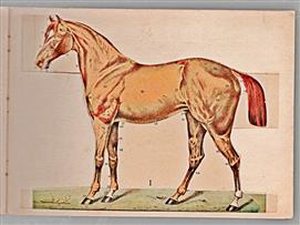 Das Pferd, sein Korperbau und seine inneren Organe kurzgefasste gemeinverstandliche Beschreibung ; mit e. zerlegb. farb. Modell u. Textabb./ A. Schwarz