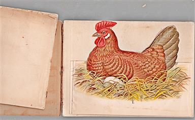 Das Huhn, seine Entwicklung und seine Aufzucht kurzgef. gemeinverst. Beschreibung