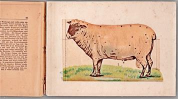 Das Schaf : sein Korperbau, seine Rassen und seine Krankheiten ; kurzgefasste gemeinverständliche Beschreibung ; mit einem zerlegbaren farbigen Modell