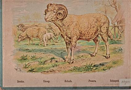 Schoolplaat - Schapen
