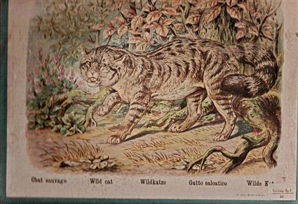 Schoolplaat - Wilde Kat