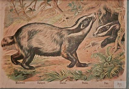 Schoolplaat - De Das (badger)