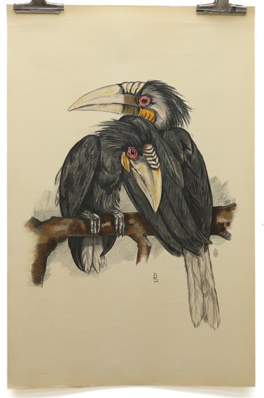 2 hornbills (rhyticeros plicatus ??) on a branch - Big size old Litho