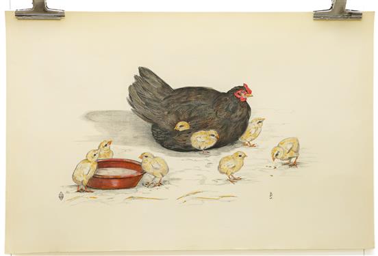 Chicken with 8 chicks Big size Litho