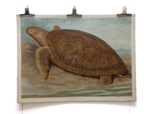 Reuzenschilpad  (Chelone imbricata)