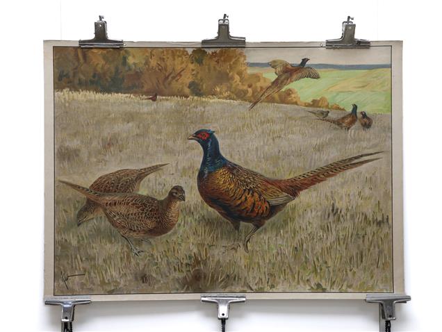 Pheasant rooster + hens.