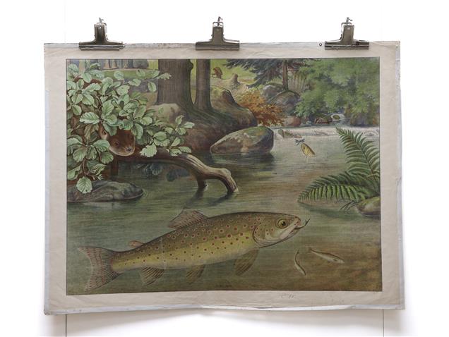 Forel -Salmo Fario - Trout - original antique school poster 88x66 Cm. = 34,64 x 25,98 Inch.